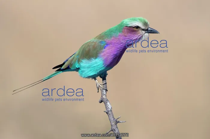 : Lilac-breasted Roller : Lilac-breasted Roller