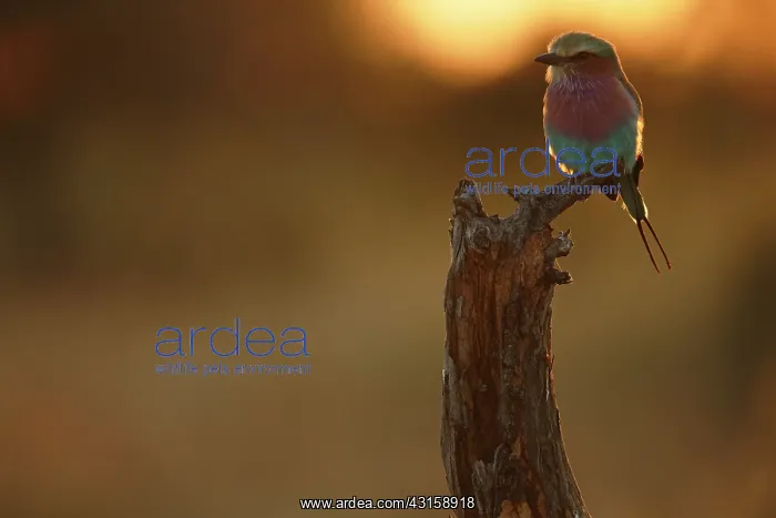 : Lilac-breasted Roller : Lilac-breasted Roller