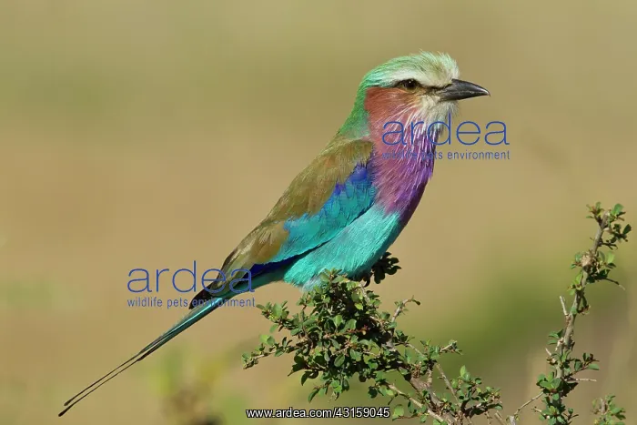 : Lilac-breasted Roller : Lilac-breasted Roller
