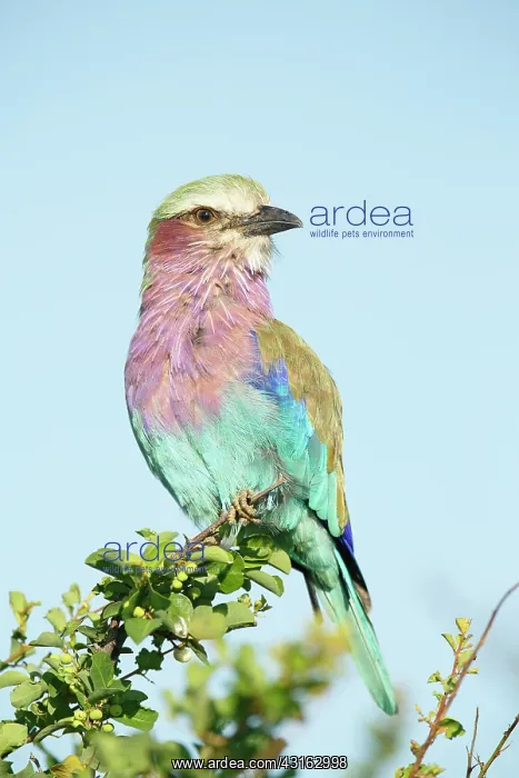 : Lilac-breasted Roller : Lilac-breasted Roller