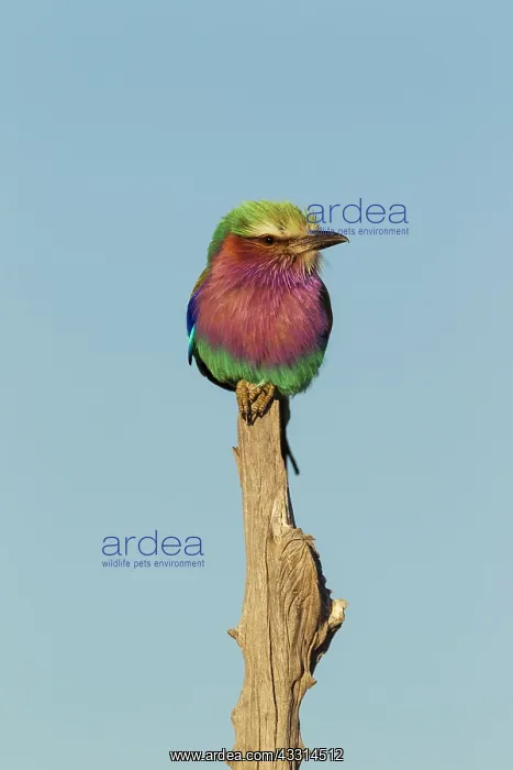 : Lilac-breasted Roller : Lilac-breasted Roller