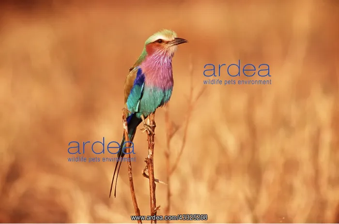 : Lilac-breasted ROLLER : Lilac-breasted ROLLER