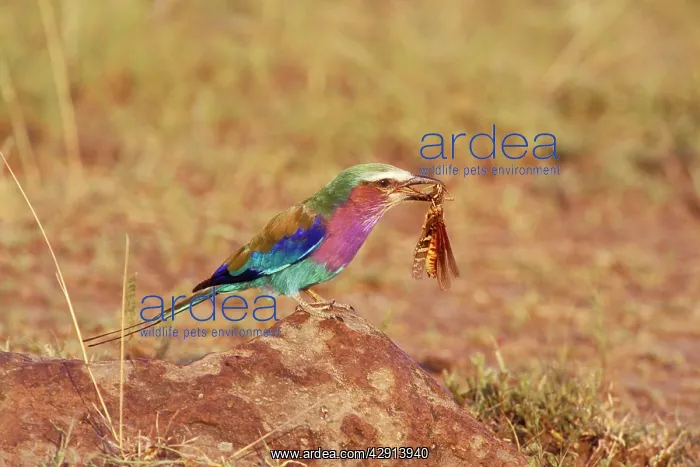 : Lilac-breasted Roller Bird - locust in beak : Lilac-breasted Roller Bird - locust in beak