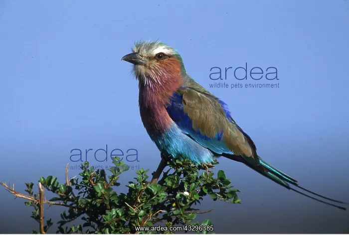  : Lilac-breasted ROLLER - close-up