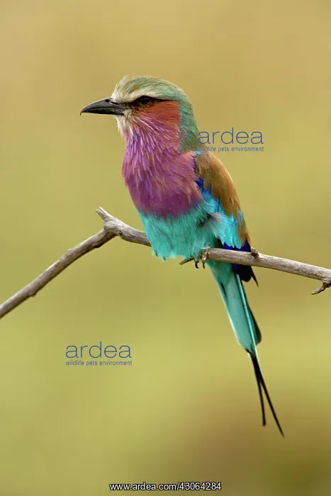 : Lilac breasted Roller, Coracias caudata : Lilac breasted Roller, Coracias caudata