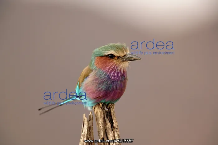 : Lilac breasted Roller, Coracias caudata : Lilac breasted Roller, Coracias caudata