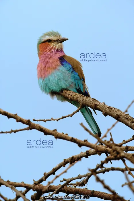 : Lilac breasted Roller, Coracias caudata : Lilac breasted Roller, Coracias caudata