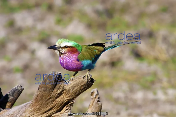  : Lilac Breasted Roller (Coracias caudata)