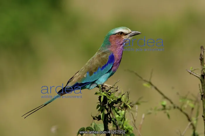 : Lilac breasted Roller, Coracias caudata : Lilac breasted Roller, Coracias caudata