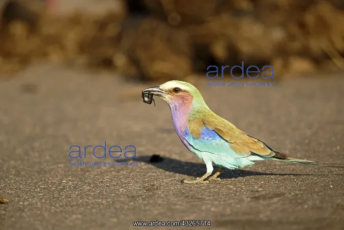 : Lilac-breasted Roller (Coracias caudata), adult : Lilac-breasted Roller (Coracias caudata), adult
