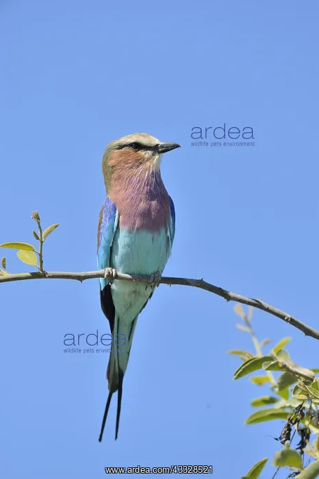 : Lilac-breasted Roller (Coracias caudata) on a branch : Lilac-breasted Roller (Coracias caudata) on a branch