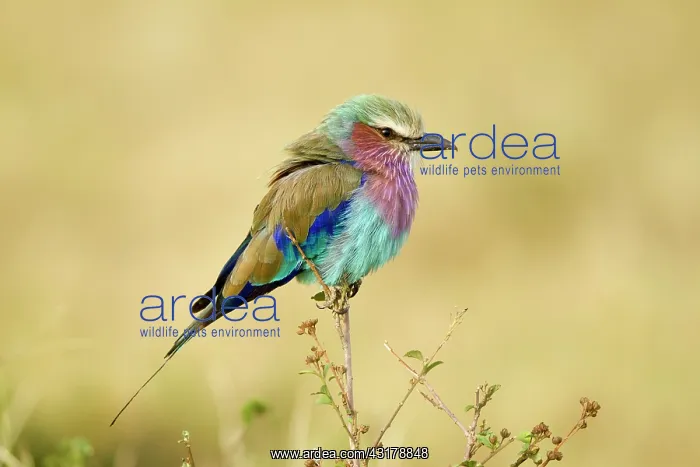 : Lilac-breasted Roller (Coracias caudata) calling : Lilac-breasted Roller (Coracias caudata) calling