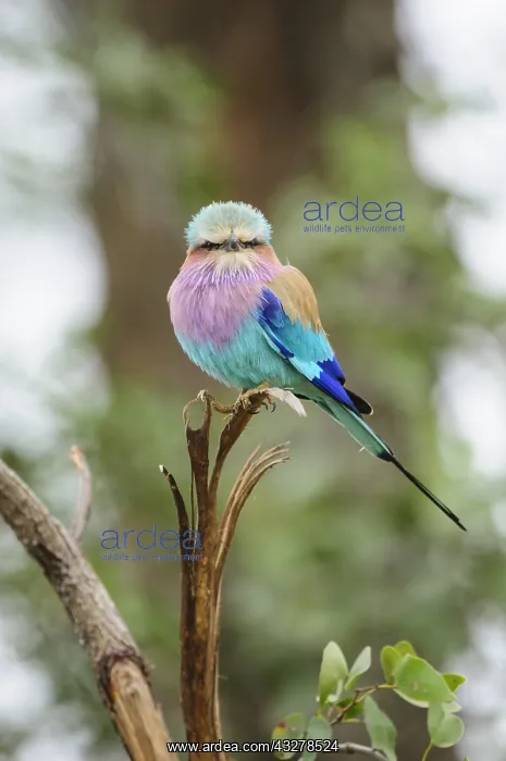 : Lilac-breasted Roller (Coracias caudata) perche : Lilac-breasted Roller (Coracias caudata) perche