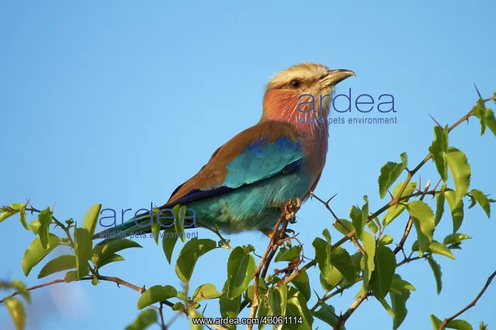 : Lilac-breasted Roller (Coracias caudatus) : Lilac-breasted Roller (Coracias caudatus)