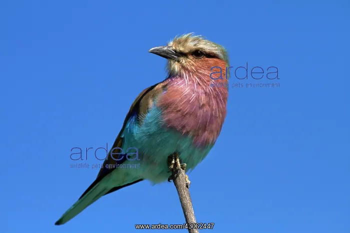 : Lilac-breasted Roller (Coracias caudatus) : Lilac-breasted Roller (Coracias caudatus)