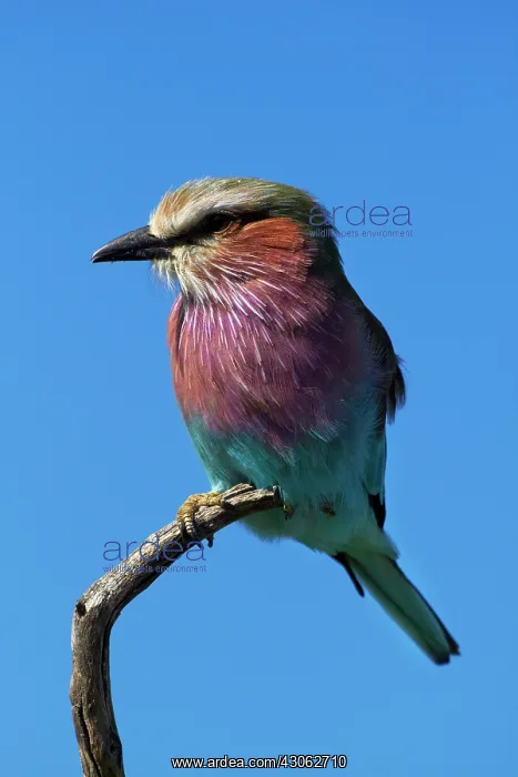 : Lilac-breasted Roller (Coracias caudatus) : Lilac-breasted Roller (Coracias caudatus)