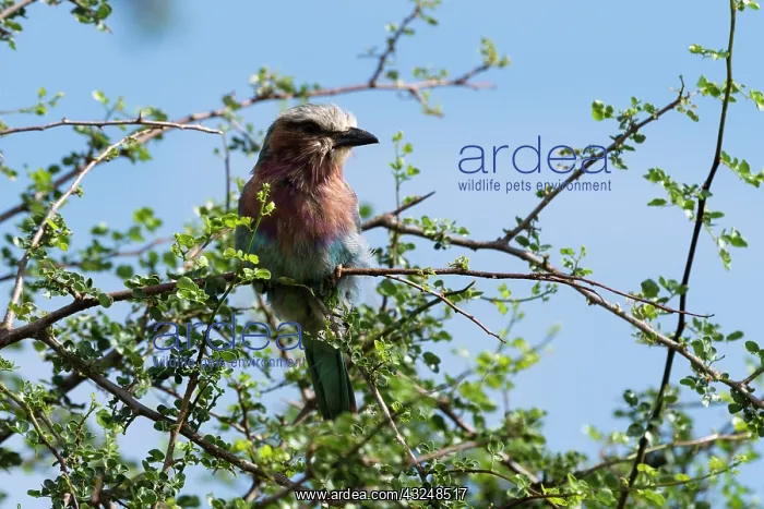 : A lilac-breasted roller, Coracias caudatus, on a : A lilac-breasted roller, Coracias caudatus, on a