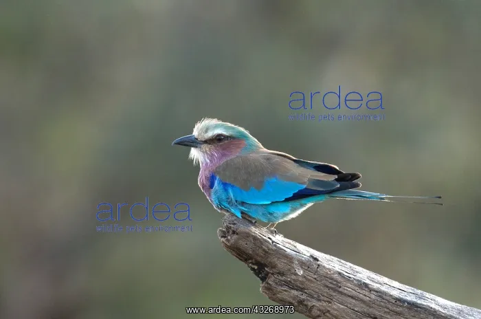 : Lilac-breasted roller, Coracias caudatus, Lewa Wildlife : Lilac-breasted roller, Coracias caudatus, Lewa Wildlife
