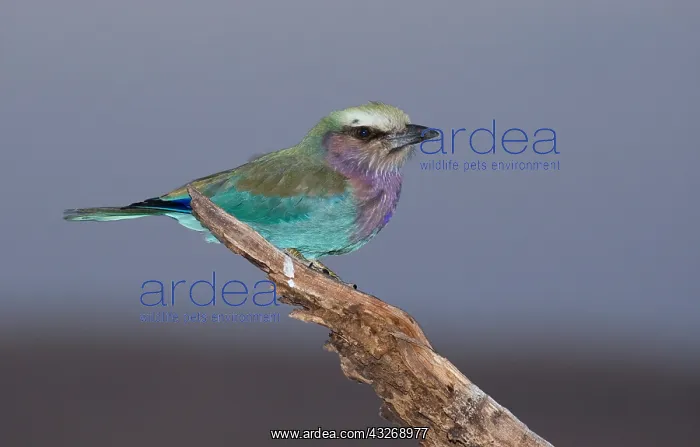 : Lilac-breasted roller, Coracias caudatus, Lewa Wildlife : Lilac-breasted roller, Coracias caudatus, Lewa Wildlife