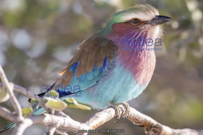 : Lilac-breasted roller (Coracias caudatus), Etosha : Lilac-breasted roller (Coracias caudatus), Etosha