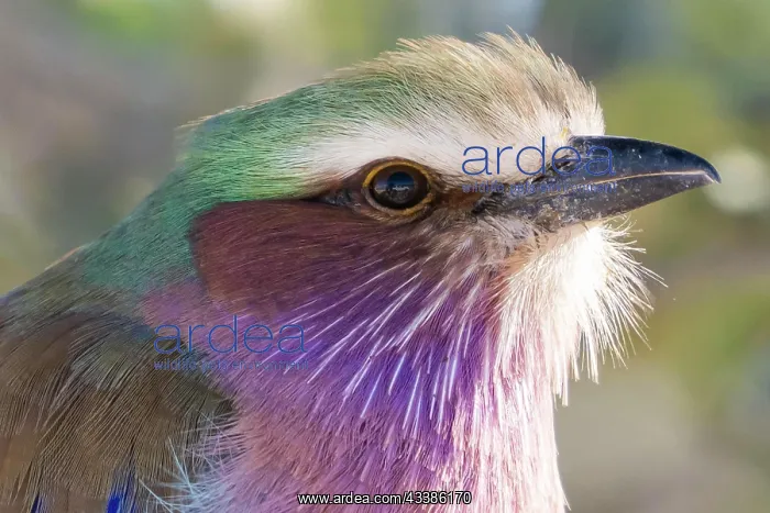 : Lilac-breasted roller (Coracias caudatus), Etosha : Lilac-breasted roller (Coracias caudatus), Etosha