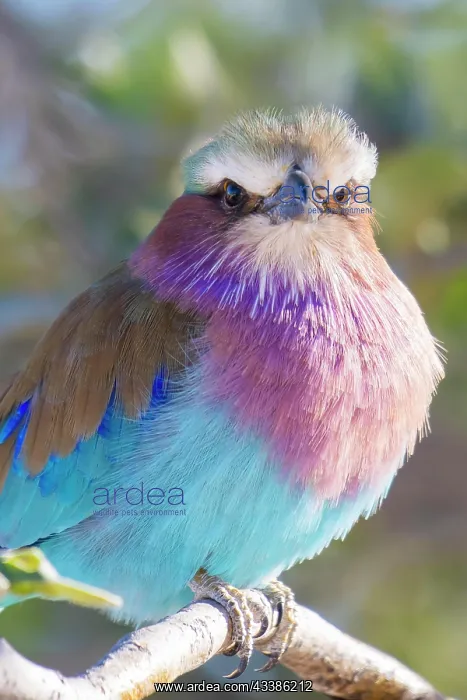 : Lilac-breasted roller (Coracias caudatus), Etosha : Lilac-breasted roller (Coracias caudatus), Etosha
