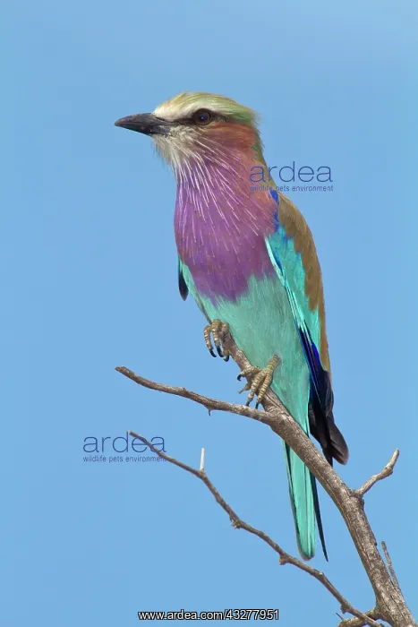 : Lilac-breasted roller (Coracias caudatus) sits on : Lilac-breasted roller (Coracias caudatus) sits on
