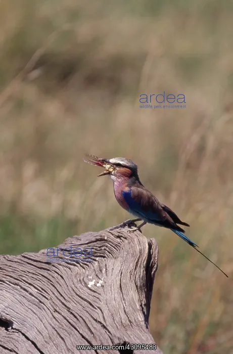 : Lilac-Breasted Roller Eating Insect : Lilac-Breasted Roller Eating Insect