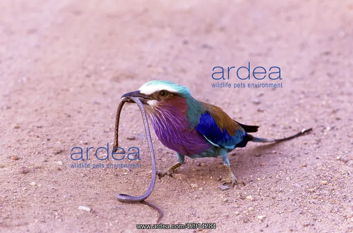 : Lilac-breasted Roller - eating snake : Lilac-breasted Roller - eating snake