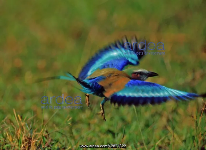 : Lilac-breasted ROLLER - in flight : Lilac-breasted ROLLER - in flight
