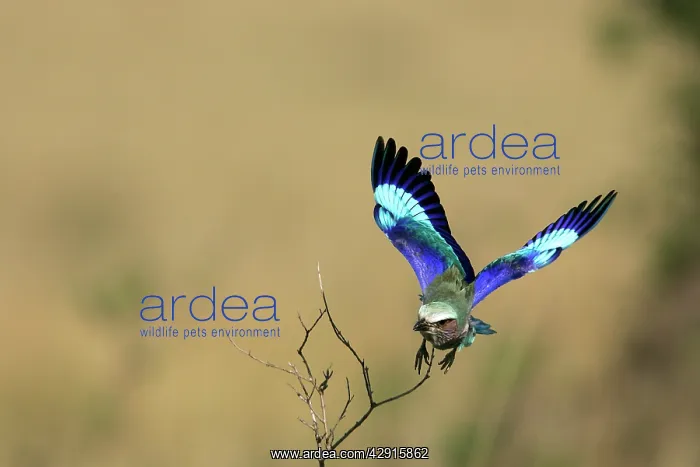 : Lilac-breasted Roller - in flight : Lilac-breasted Roller - in flight