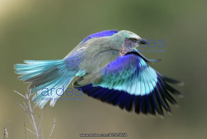 : Lilac-breasted Roller - in flight : Lilac-breasted Roller - in flight
