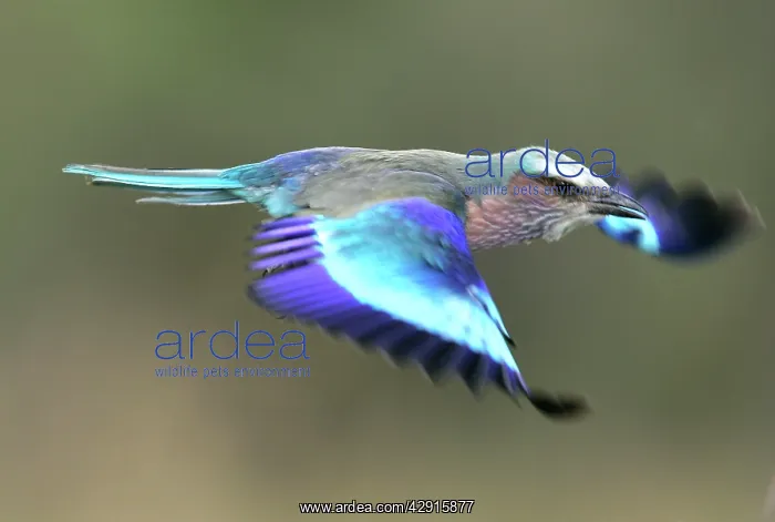 : Lilac-breasted Roller - in flight : Lilac-breasted Roller - in flight