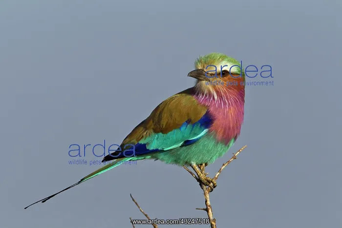 : Lilac-breasted Roller, Maasai Mara, Kenya : Lilac-breasted Roller, Maasai Mara, Kenya