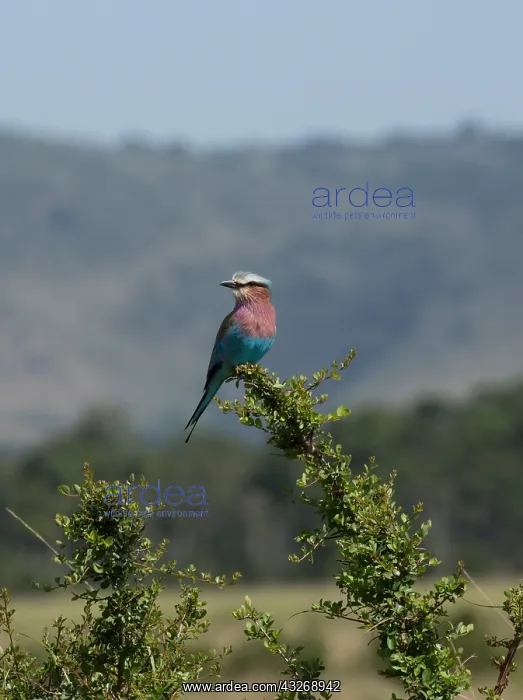 : One Lilac-breasted roller, Masai Mara, Kenya : One Lilac-breasted roller, Masai Mara, Kenya