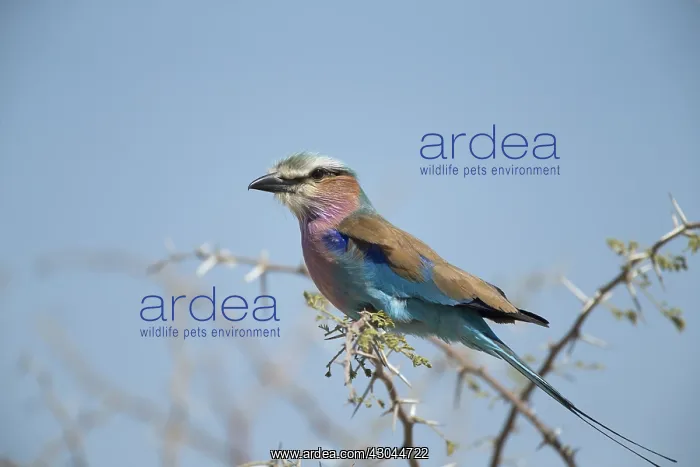 : Lilac breasted roller - perched - Botswana, Africa : Lilac breasted roller - perched - Botswana, Africa