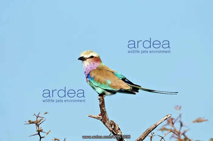 : Lilac-breasted Roller - perched on dead branch : Lilac-breasted Roller - perched on dead branch
