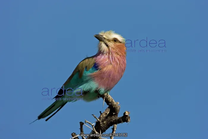  : Lilac-Breasted Roller - Perched on top of thorn tree