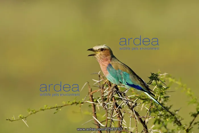  : Lilac-Breasted Roller - Perched on thorn tree calling