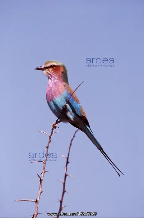  : Lilac-breasted ROLLER - perched on thorny stem