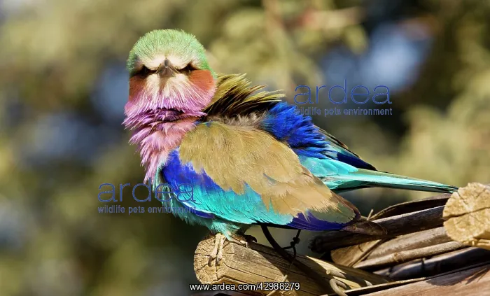 : Lilac-breasted Roller - perched on wood. Kalahari : Lilac-breasted Roller - perched on wood. Kalahari