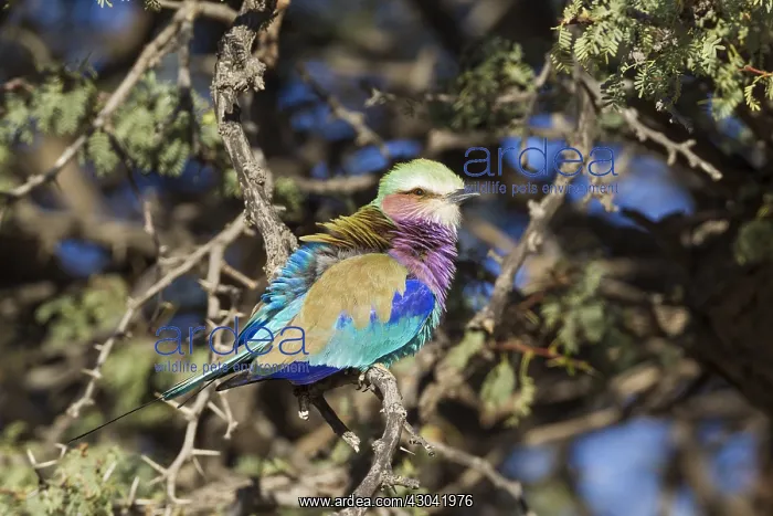 : Lilac-breasted Roller - perching in a camelthorn : Lilac-breasted Roller - perching in a camelthorn