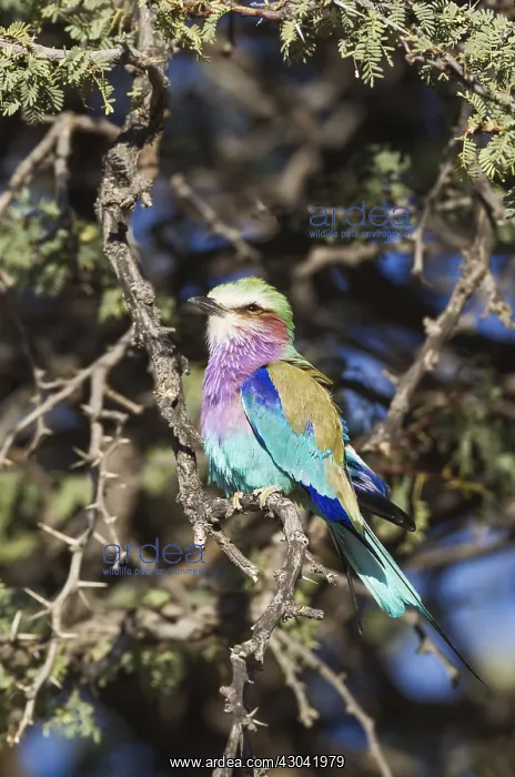 : Lilac-breasted Roller - perching in a camelthorn : Lilac-breasted Roller - perching in a camelthorn