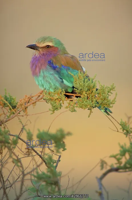 : Lilac-Breasted Roller - Portrait in soft evening sunshine : Lilac-Breasted Roller - Portrait in soft evening sunshine
