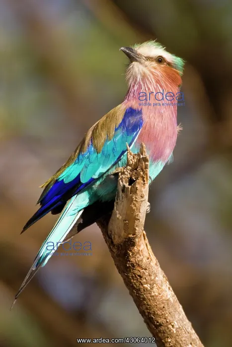 : A Lilac-breasted Roller at Samburu NP, Kenya : A Lilac-breasted Roller at Samburu NP, Kenya