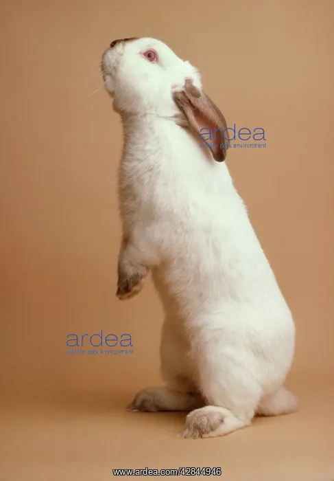 : Lilac Californian Rabbit - on hind legs : Lilac Californian Rabbit - on hind legs