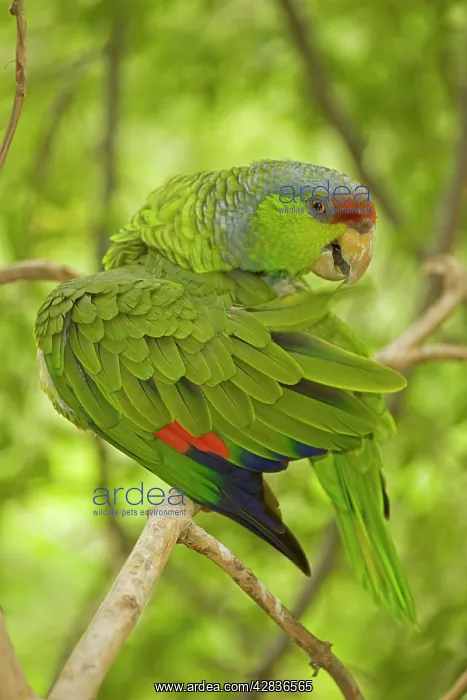 : Lilac-crowned Parrot : Lilac-crowned Parrot
