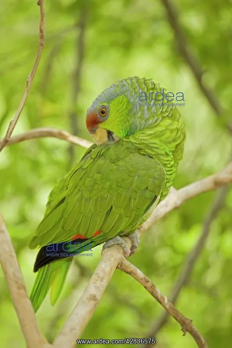 : Lilac-crowned Parrot : Lilac-crowned Parrot