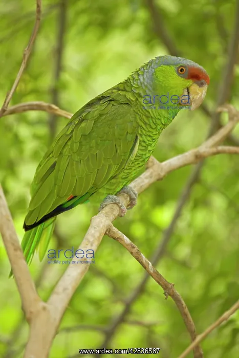: Lilac-crowned Parrot : Lilac-crowned Parrot