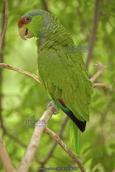 : Lilac-crowned Parrot (Amazona finschi) - Mexico : Lilac-crowned Parrot (Amazona finschi) - Mexico